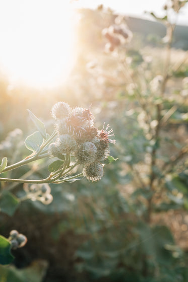 green foliage backlit by the sun