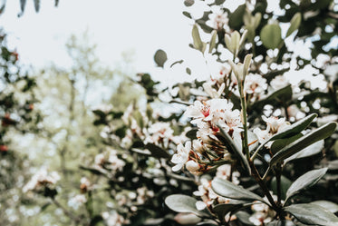 green foliage with pink and white flowers