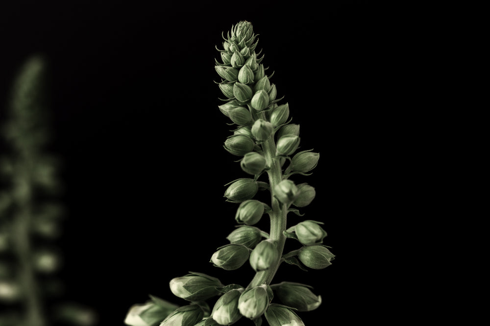 green foxglove plant