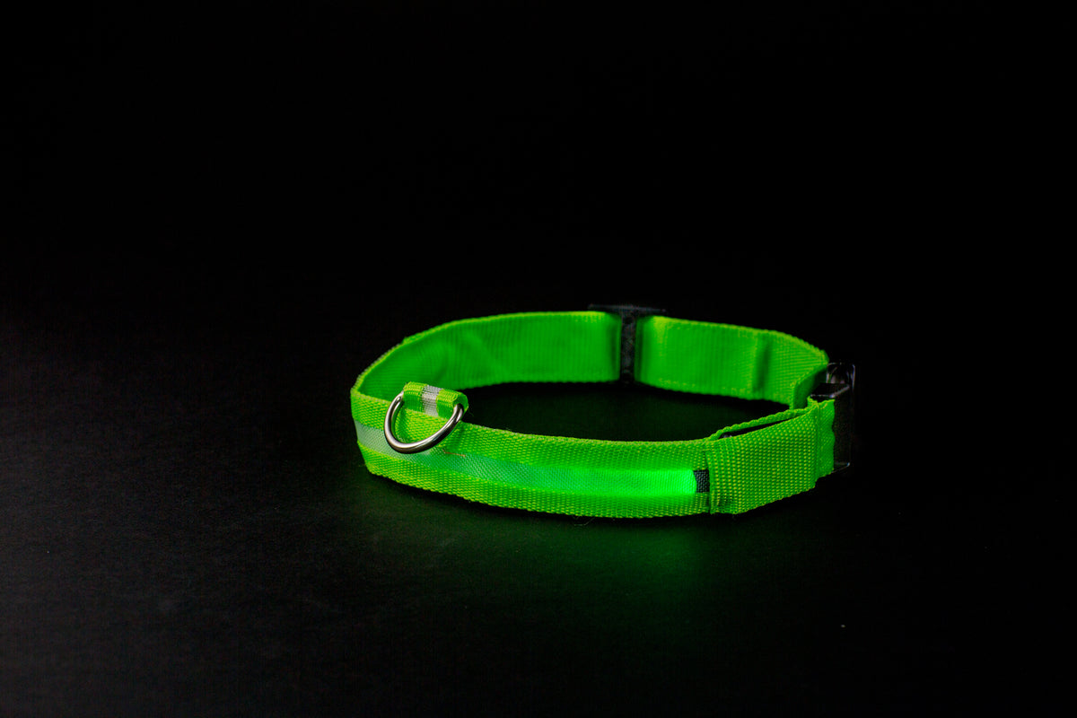 green glowing dog collar