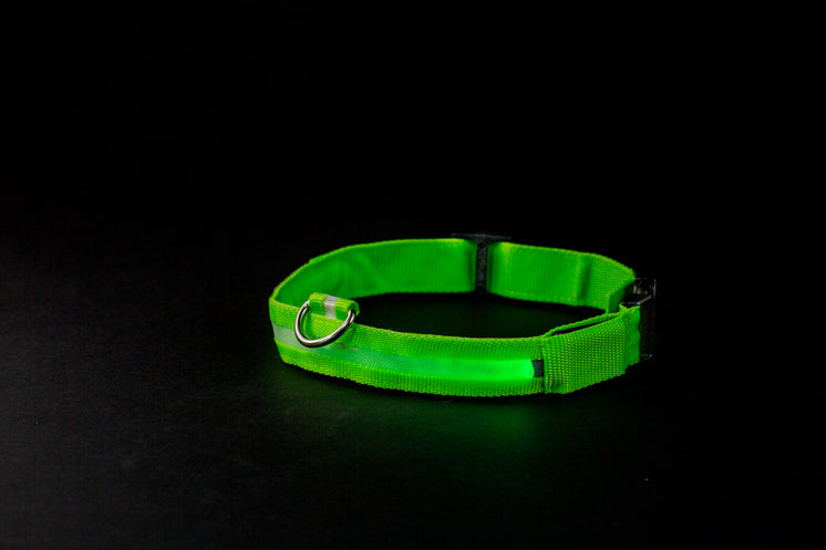 green-glowing-dog-collar.jpg?width=746&format=pjpg&exif=0&iptc=0
