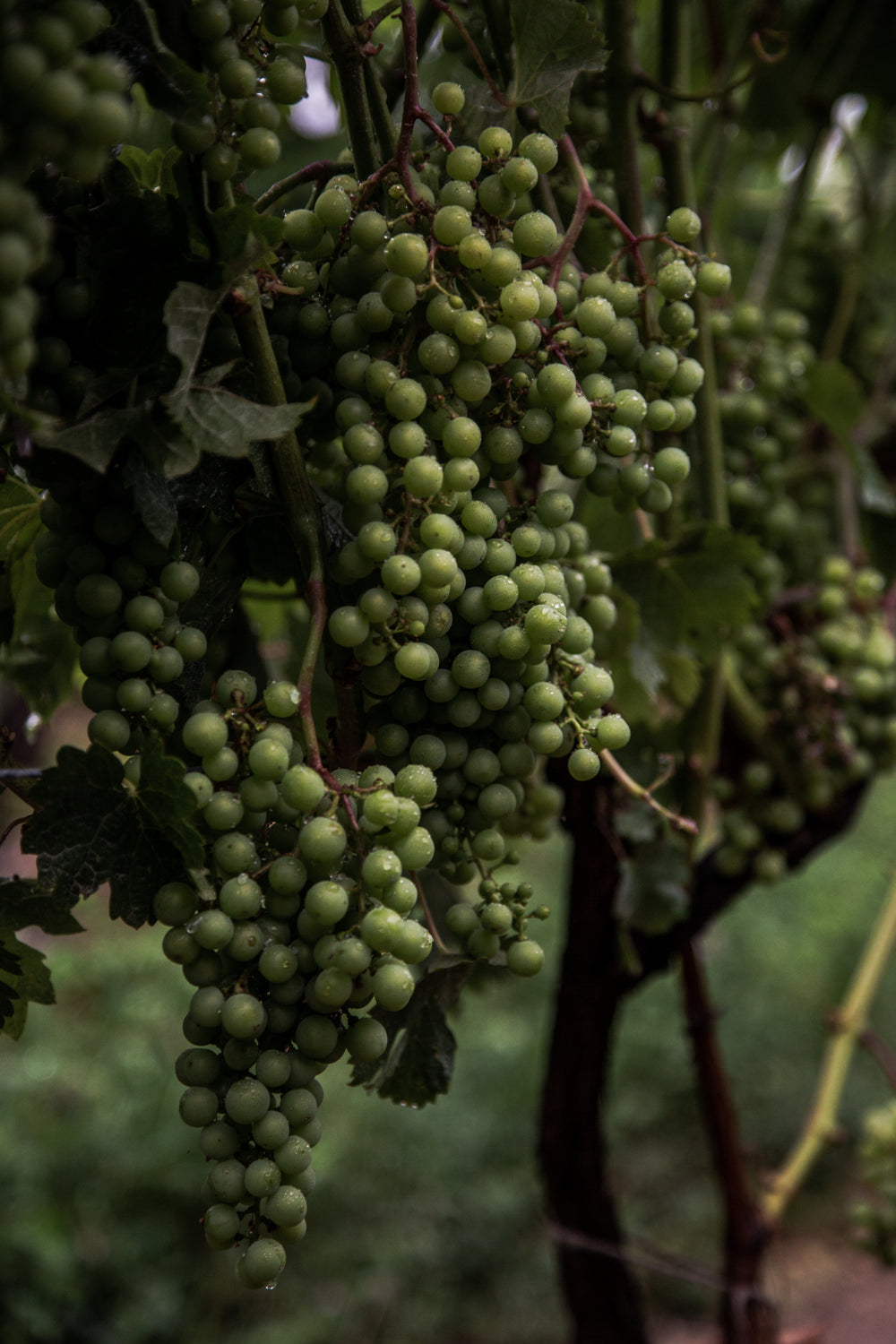 green grape farm