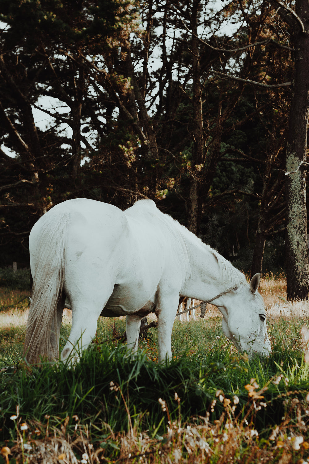 green grass and a grazing horse