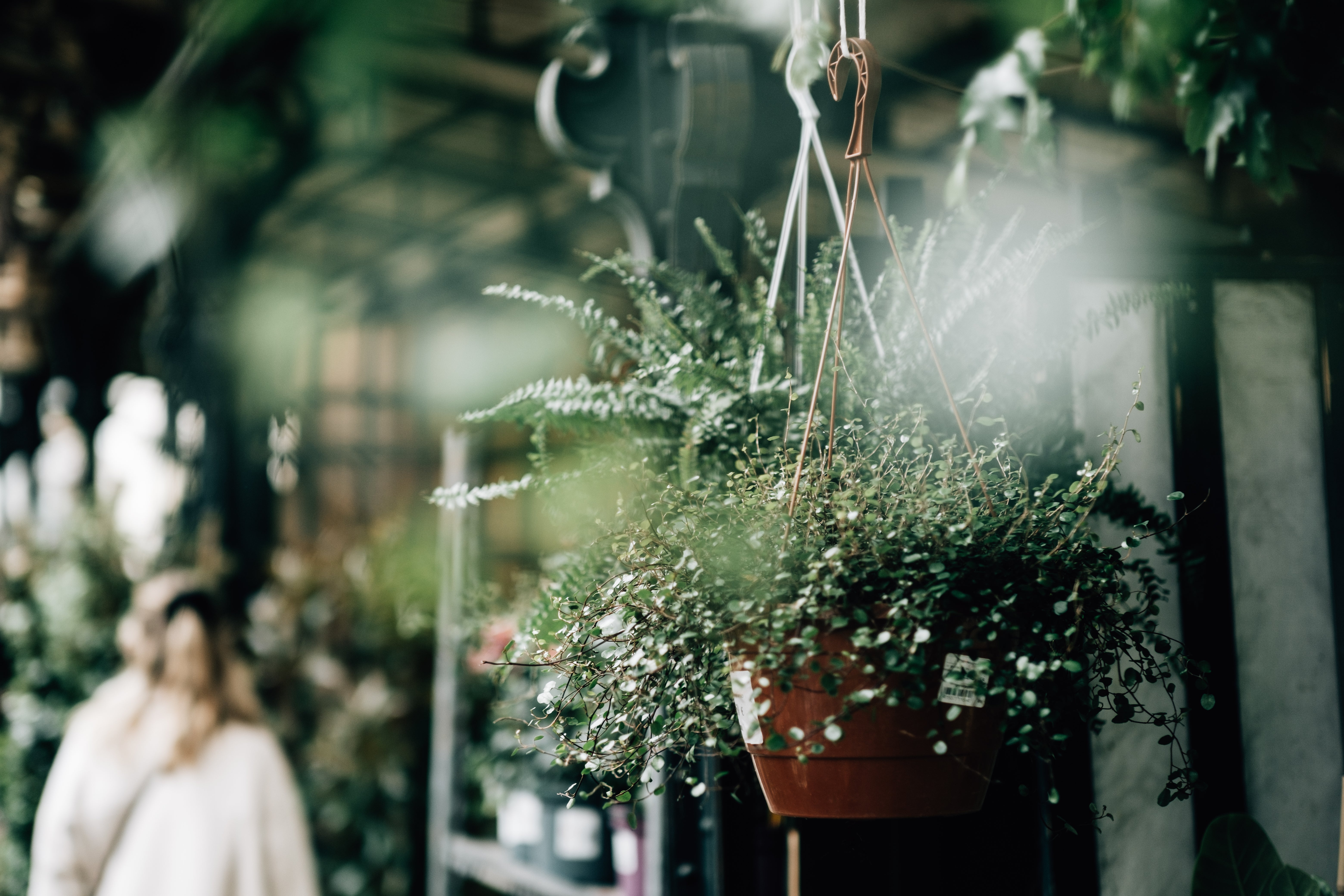 hanging plant for nursery Browse Free HD Images of Green Hanging Plant At A Plant Nursery And Someone  Shopping