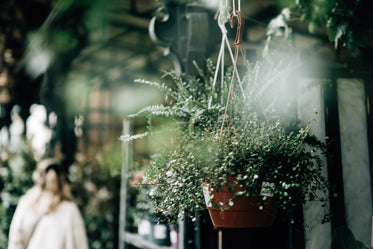 green hanging plant at a plant nursery and someone shopping