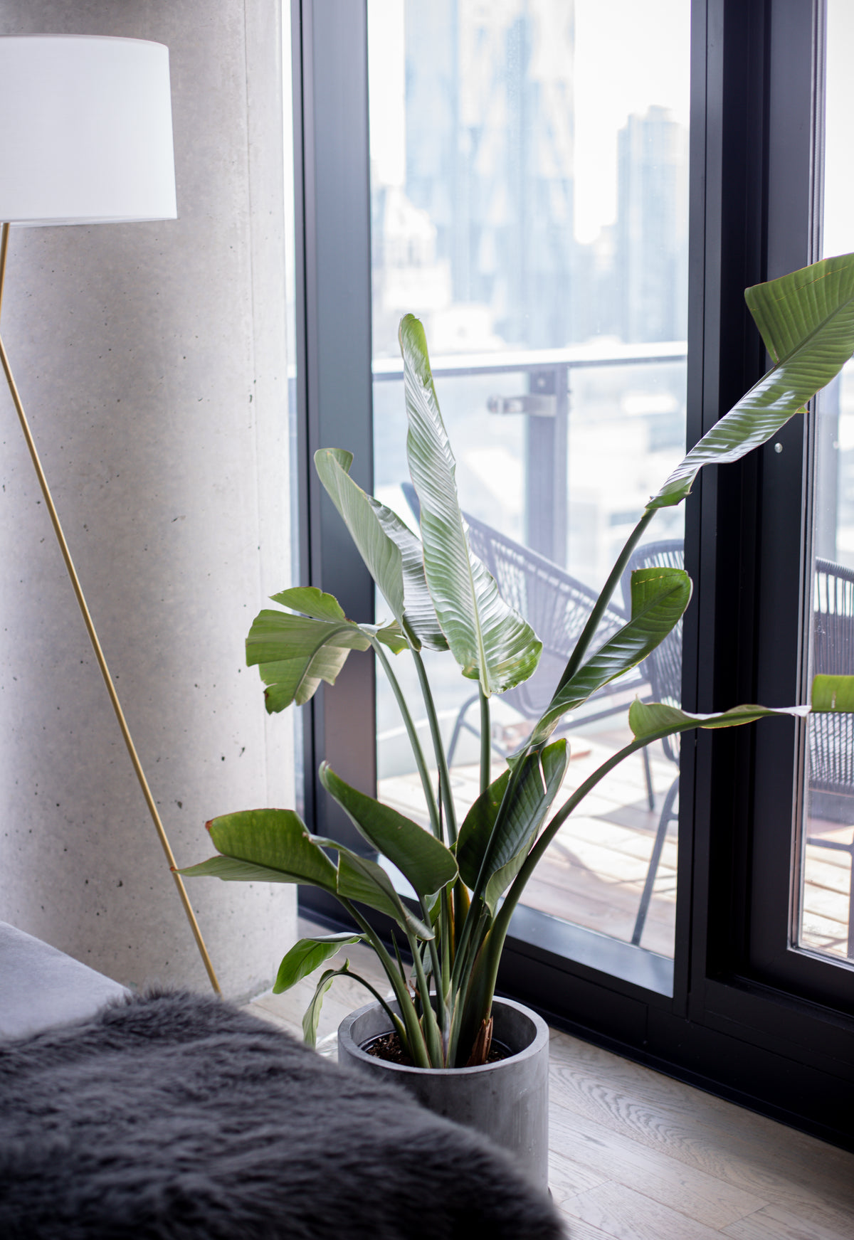 green house plant by a large window