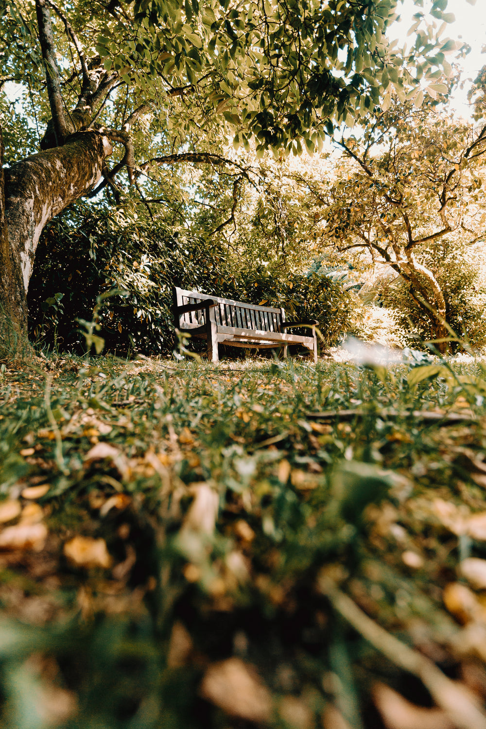 green large tree with a bench underneath