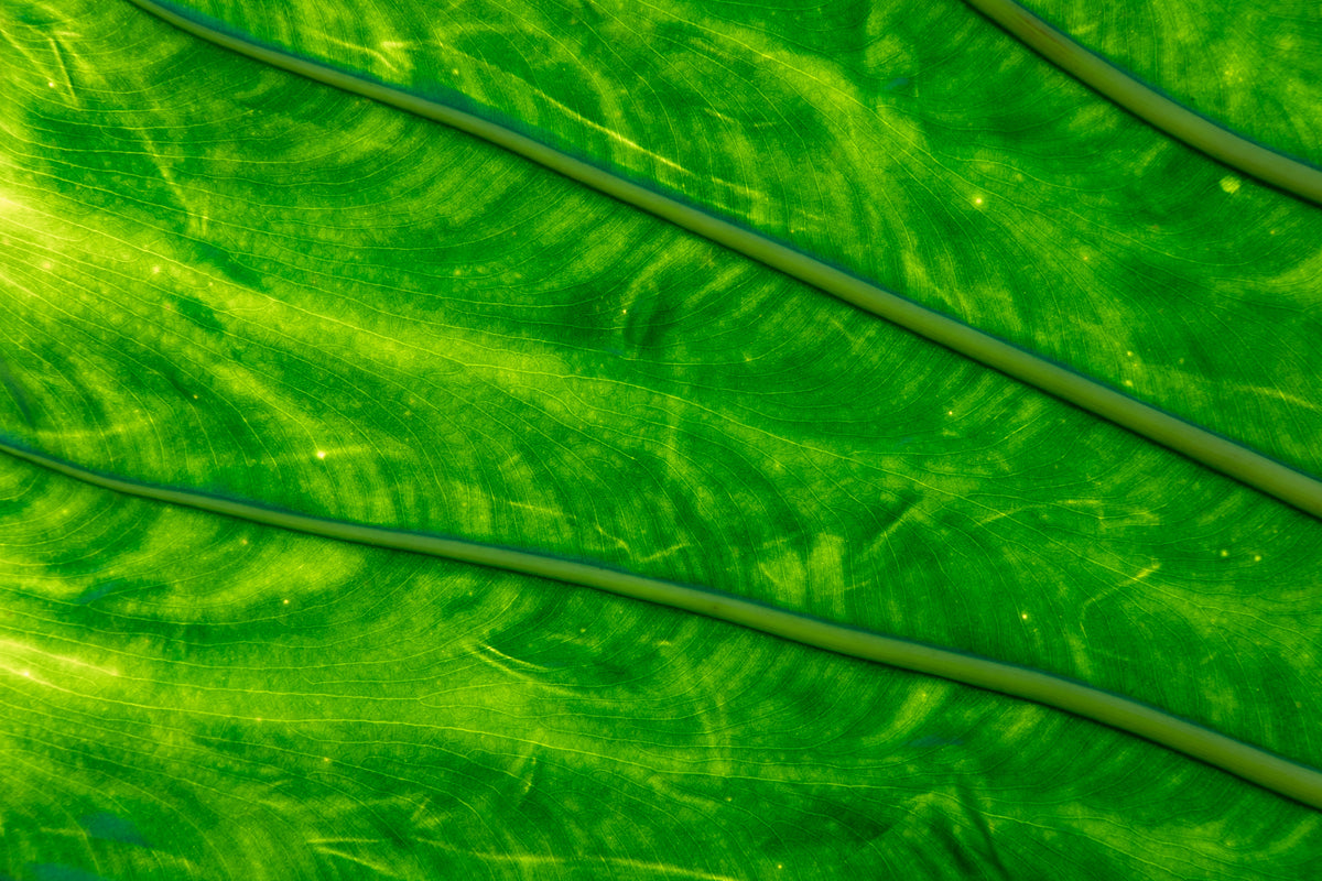 green leaf close up glowing in light