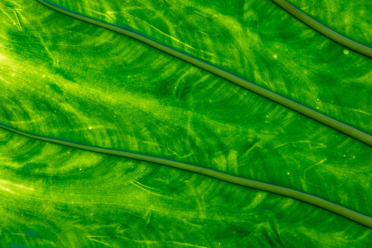 Green Leaf Close Up Glowing In Light