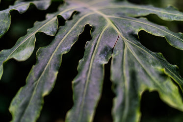 green leaf closeup