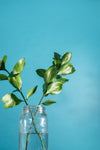 green leaf stems against a blue background