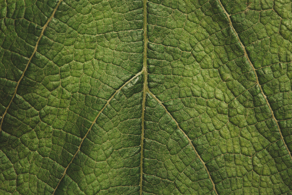 green leaf texture close up