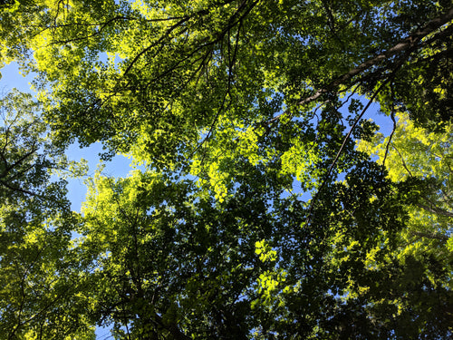 green leafy forest canopy
