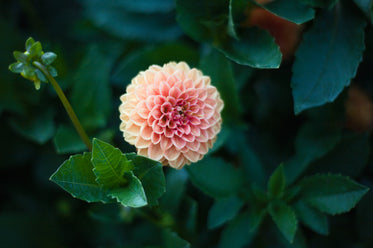 green leaves and stems surround a pink dahlia