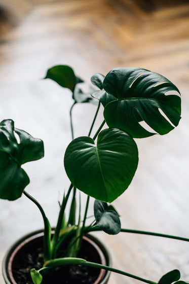 green leaves of a healthy houseplant