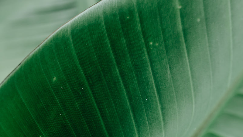 Green Leaves Of A Plant