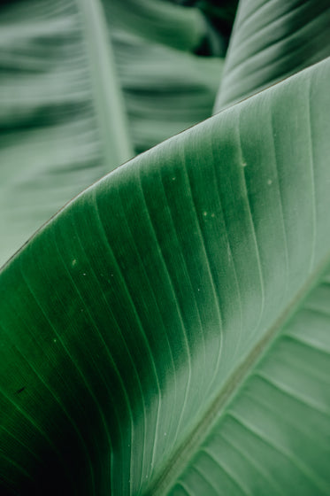 Free Green Leaves Of A Plant Image: Stunning Photography