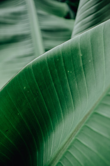 green leaves of a plant