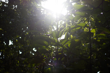 green leaves of lush green plants