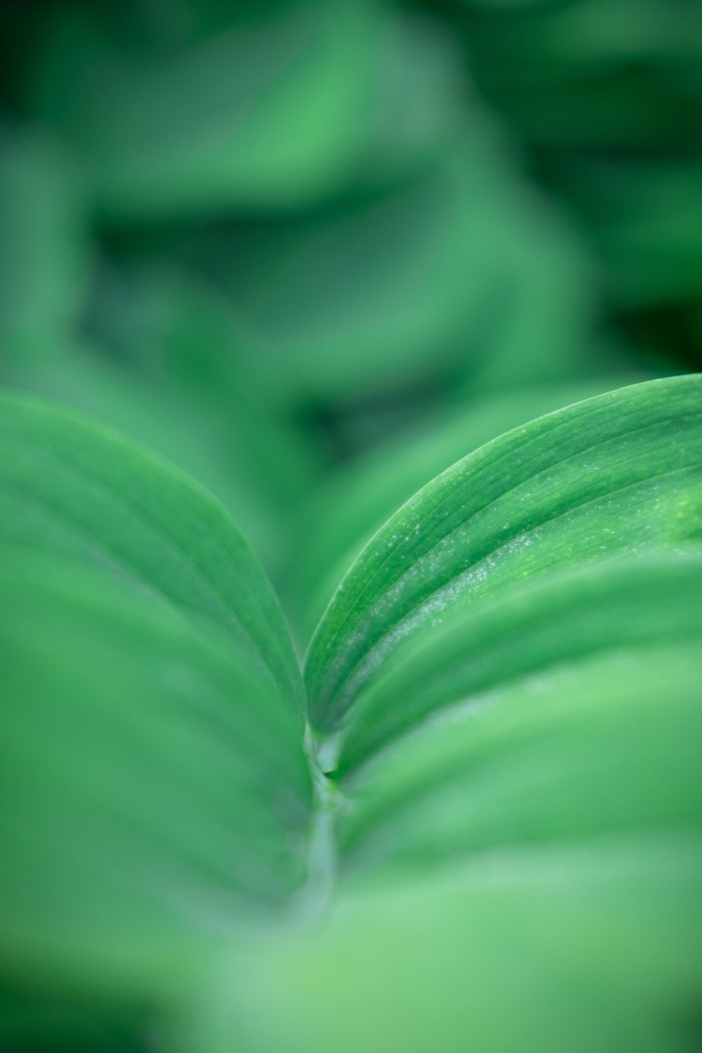 green leaves of summer bluish green