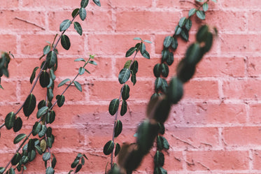 green leaves on a red brick wall