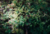 green moss close up