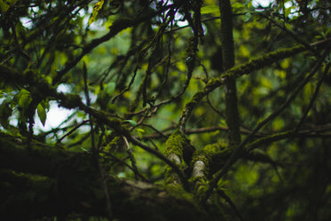 green moss growing on branches