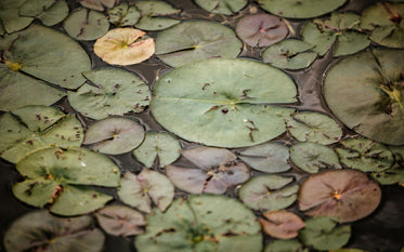 green pads black pond