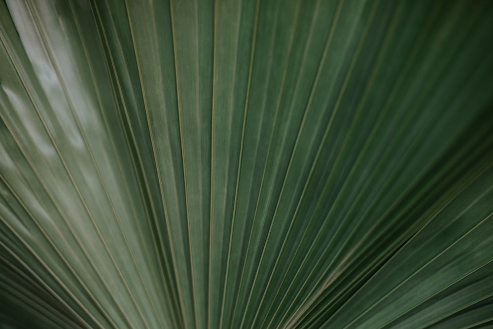 green palm leaves spread like a peacock's plume