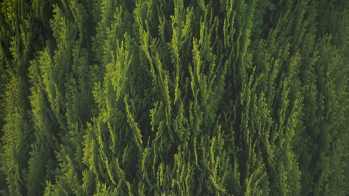 green cedar boughs highlighted by sunlight