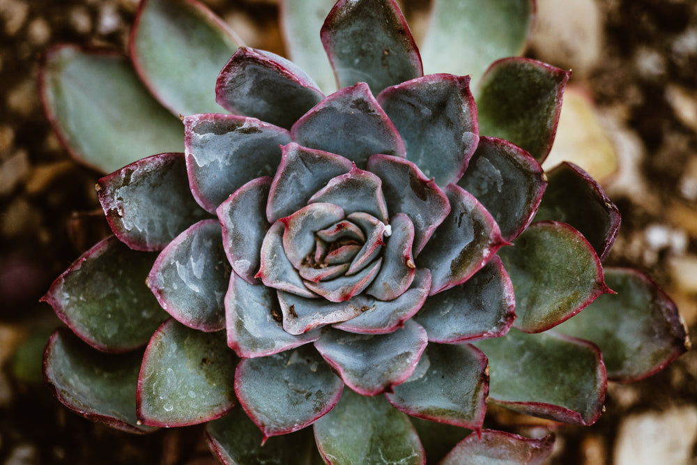 green pink succulent