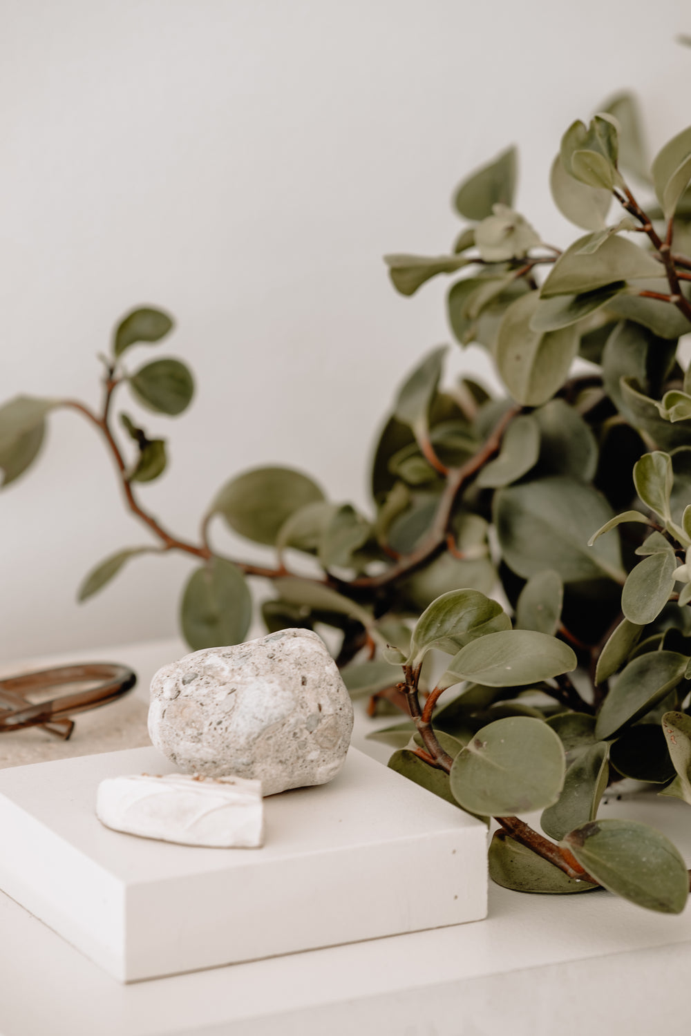 green plant and white stone on table top