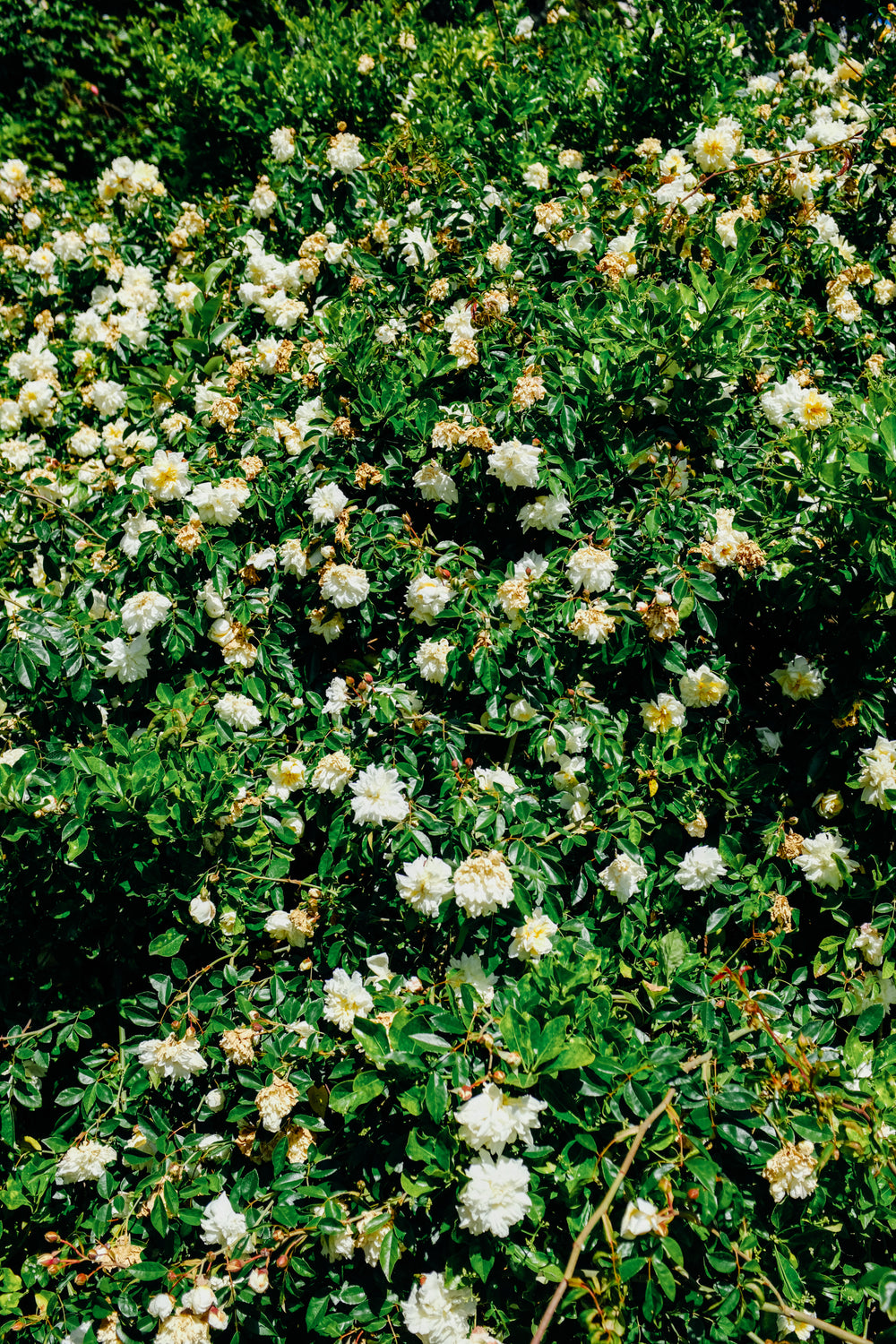 green plant with white blooms fill the frame