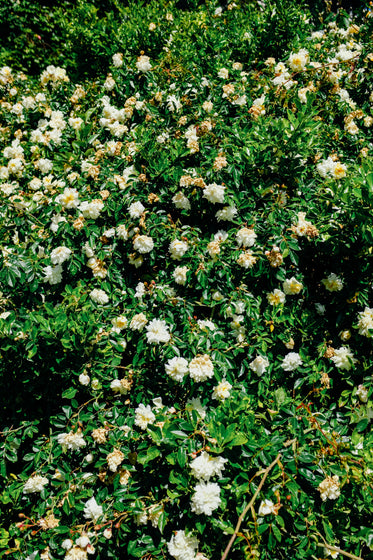 green plant with white blooms fill the frame