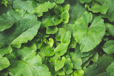 green plants background