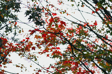 green red orange leaves