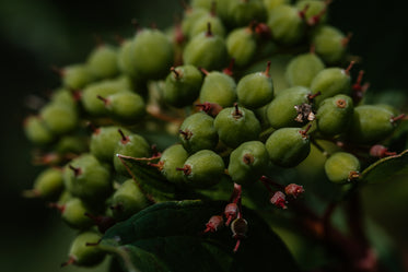 green round buds macro