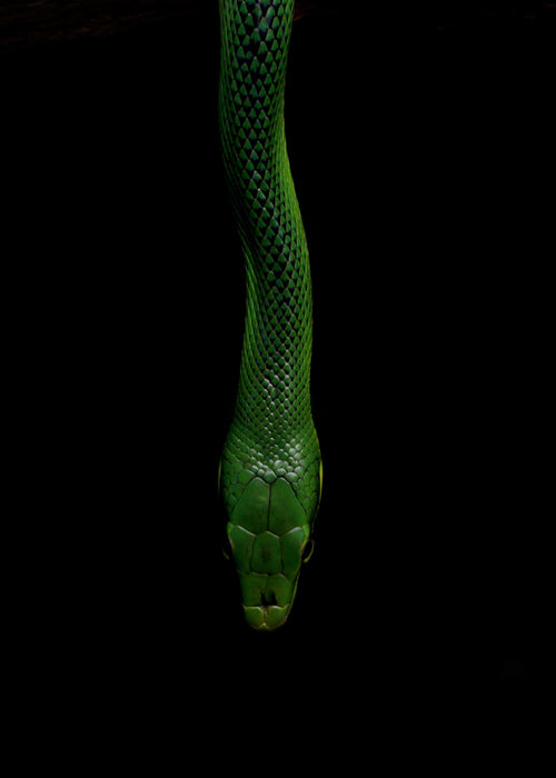 黑底绿蛇