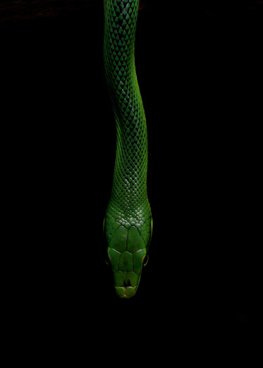 green snake on black background