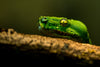 green snake resting chin on branch