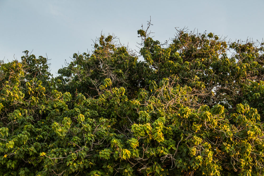 green tree top leaves