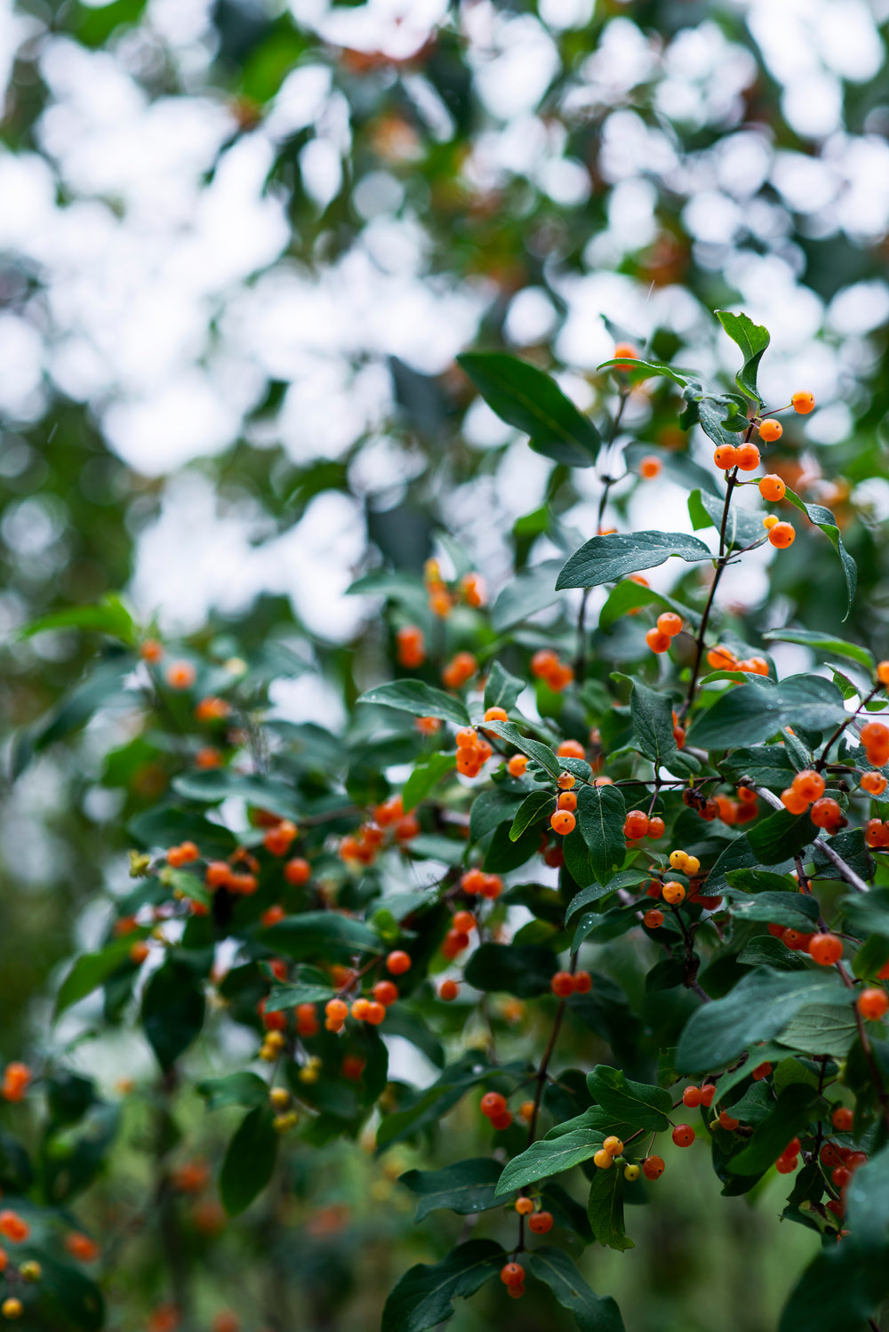 green tree with small orange fruit on branches