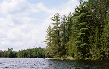 green trees line the water on clear day