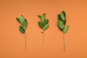 green twigs on orange