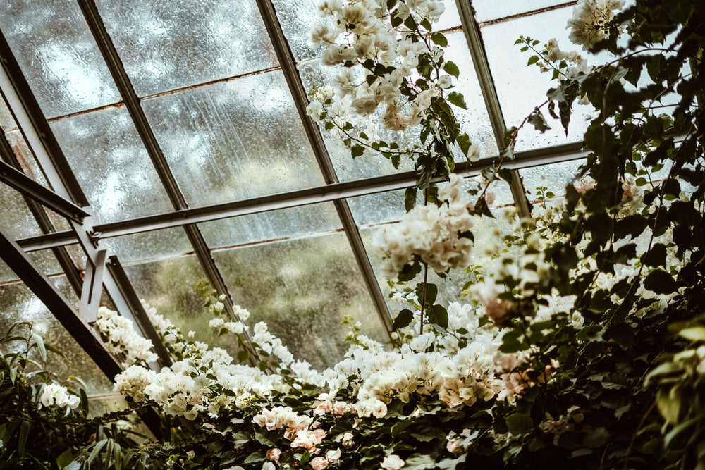 greenhouse blossoms