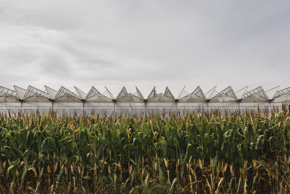 greenhouse top and cornfield