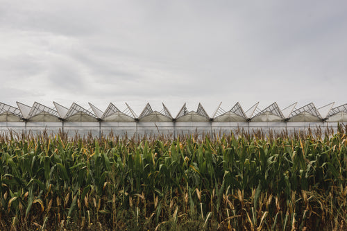 greenhouse top and cornfield