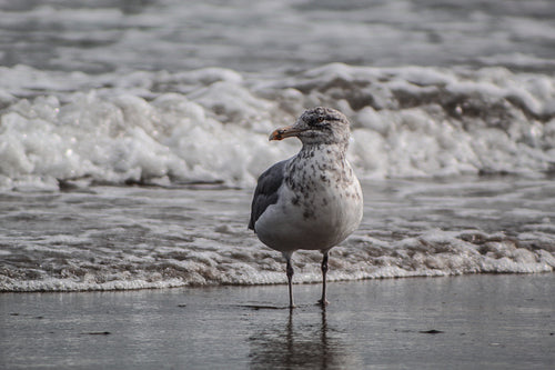 grey and white bird stands on a wet shore