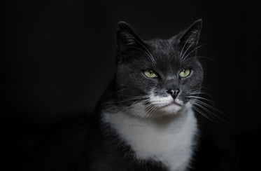 grey and white cat