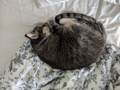 grey cat curled up and sleeping